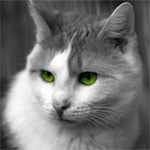 Colorkey Katze